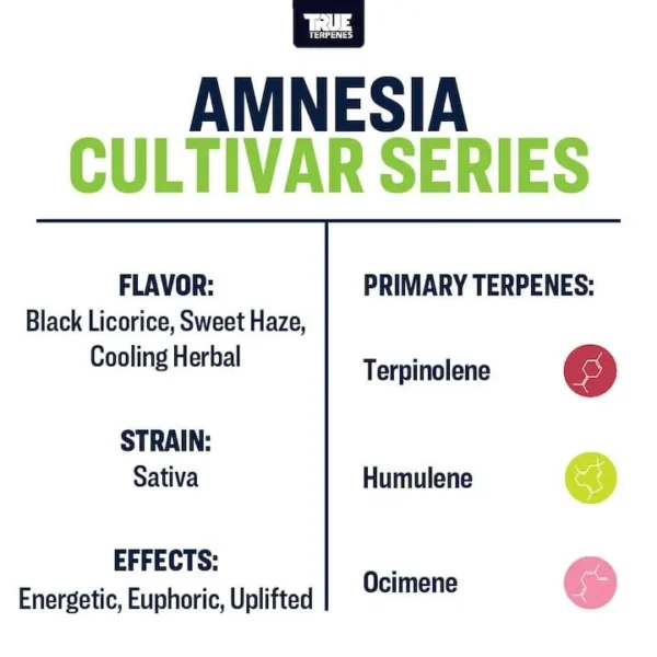 Amnesia - Image 3