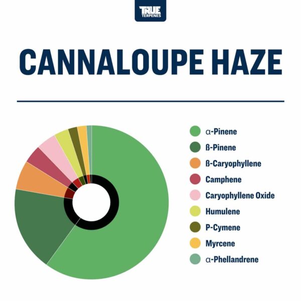 Cannaloupe Haze - Image 2