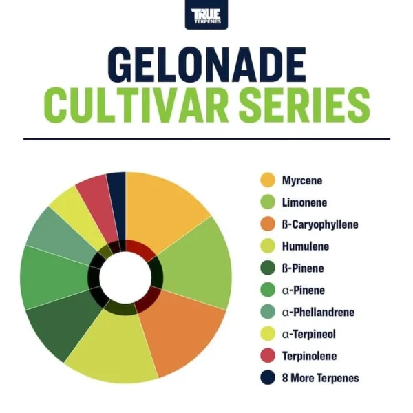 Gelonade - Image 2