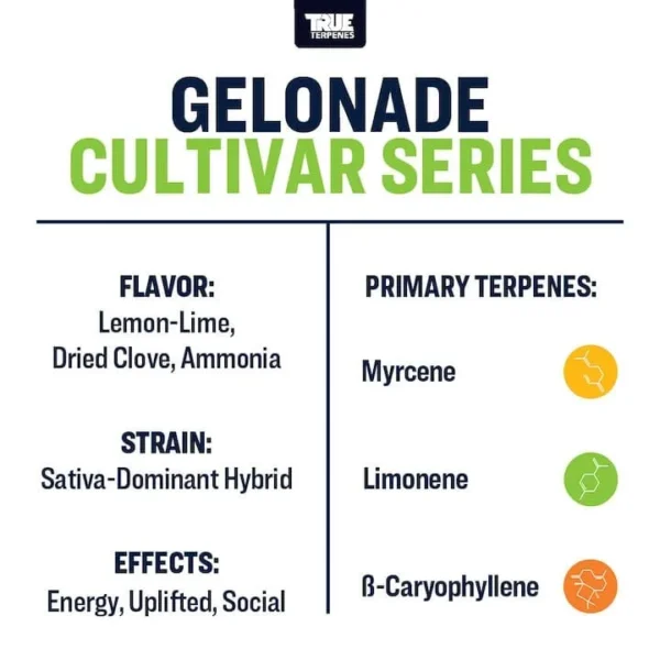 Gelonade - Image 3