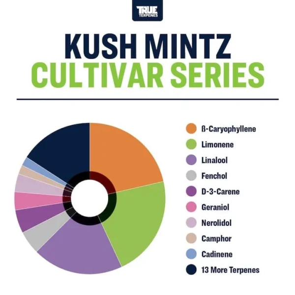 Kush Mintz - Image 2