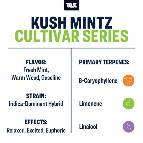 Kush Mintz - Image 3