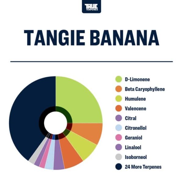 Tangie Banana - Image 2