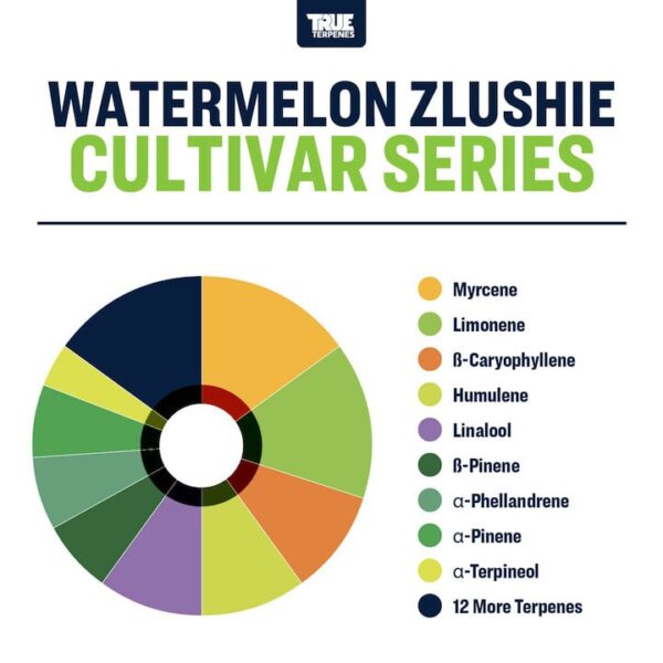 Watermelon Zlushie - Image 2